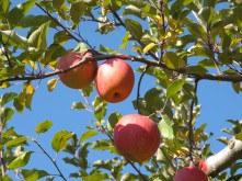 りんご狩り　１１月２５日長野市豊野にて